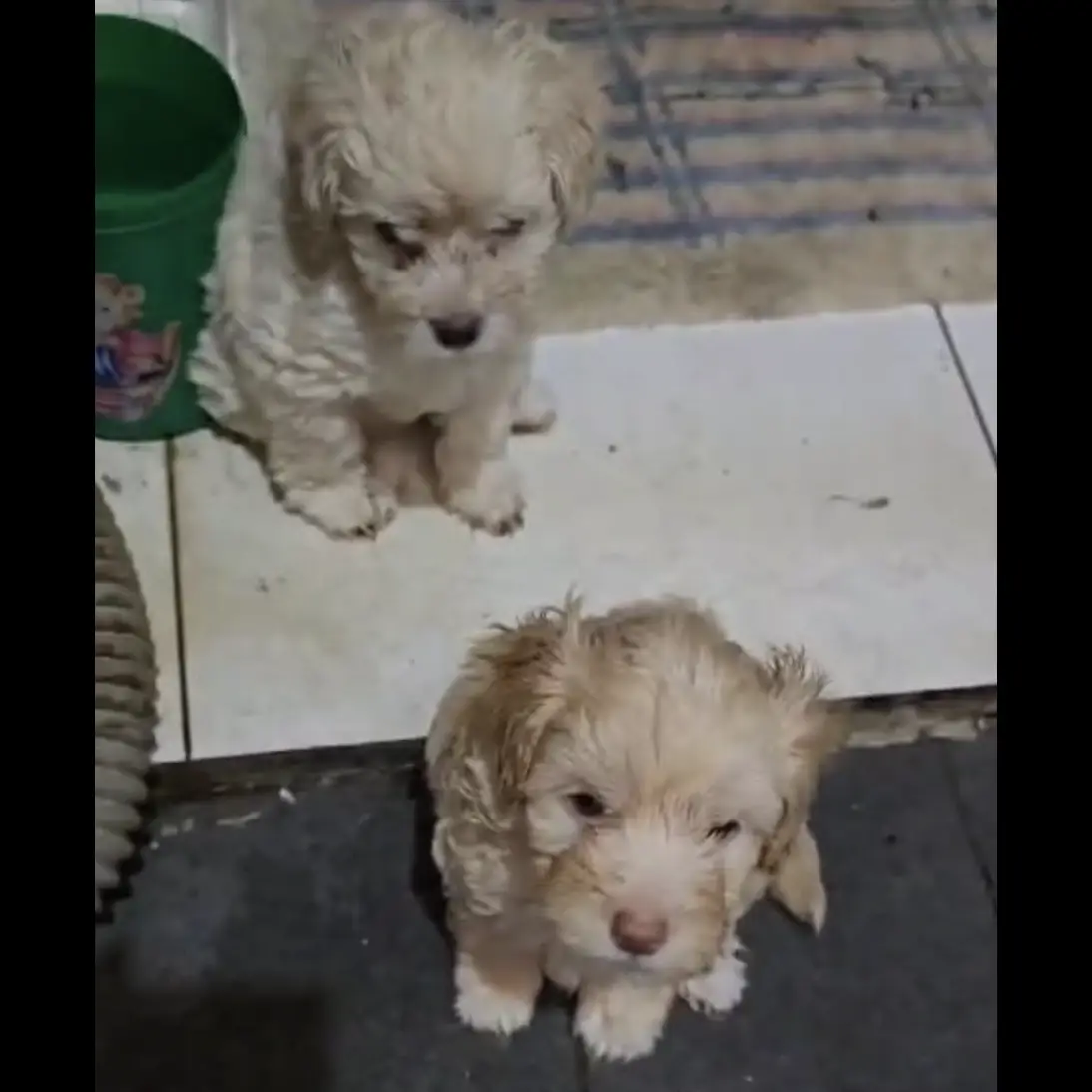 toy-poodle-1-pasang-murah-L5P6F80Y48
