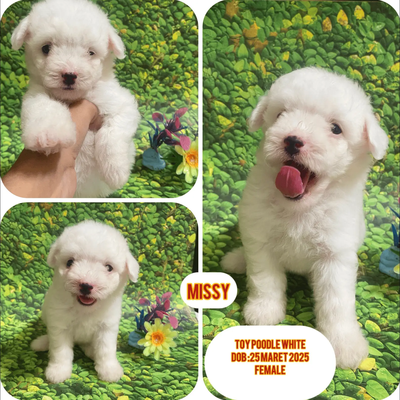 toy-poodle-white-female-YYV6LHC4O5