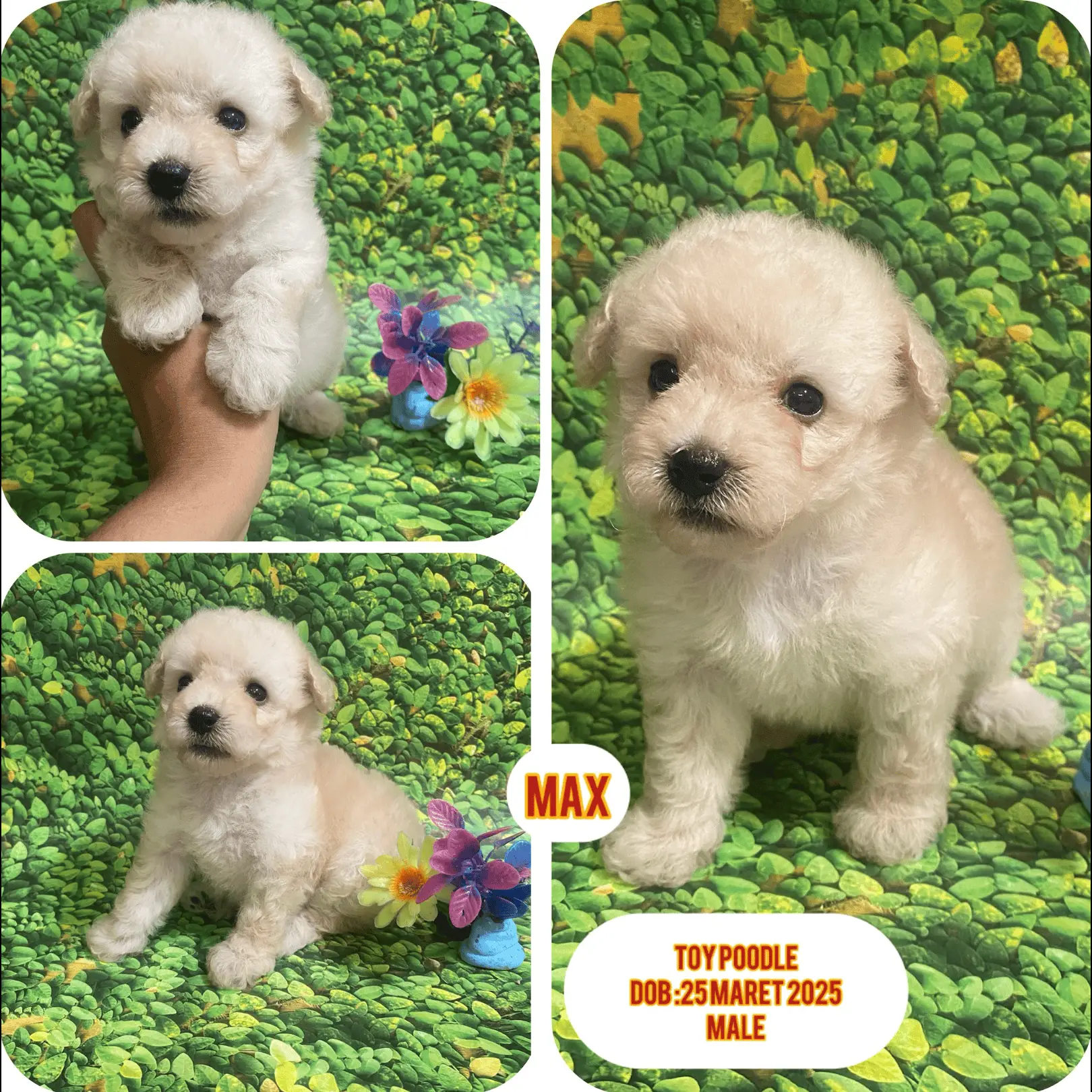 toy-poodle-male-OHN7GBO0NS
