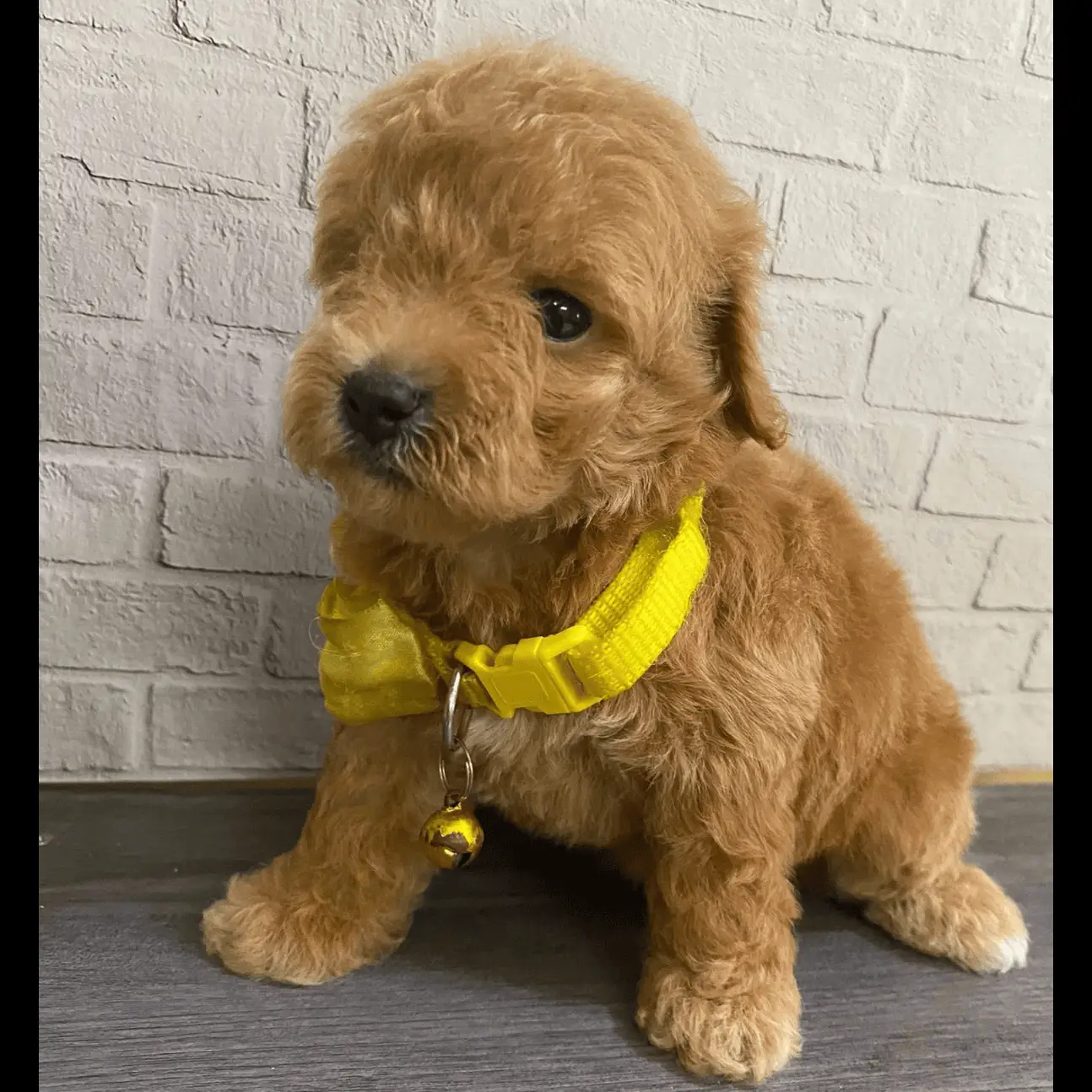 fawn-toys-poodle--JI9M4885UX