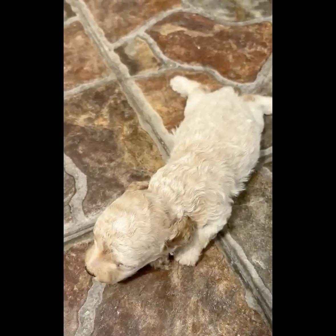 open-book-toy-poodle-white-AAQPU77WAE