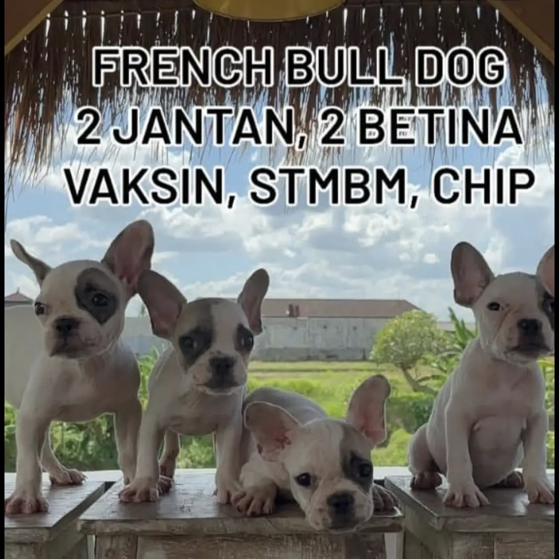 french-bulldog-jantan-betina-stb-BJJ3LW0Y6U