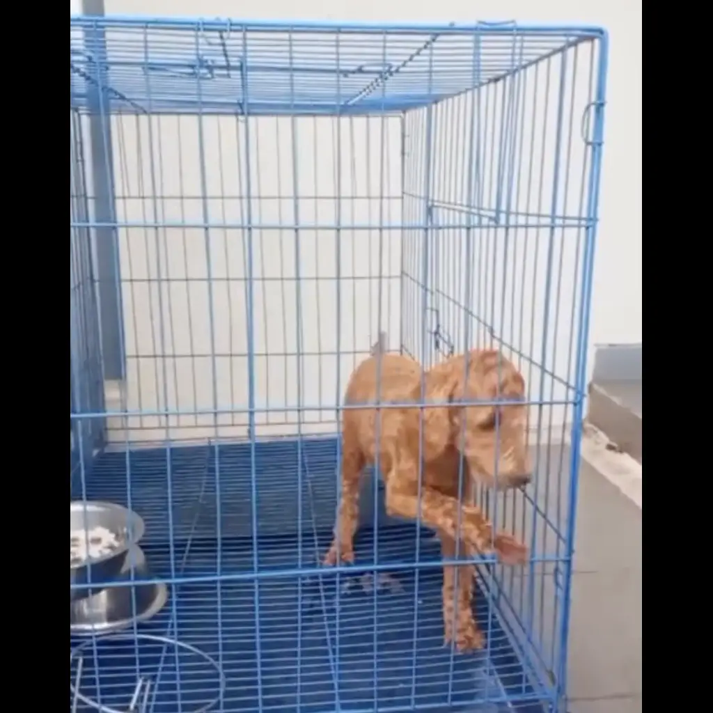 poodle-puppy-betina-umur-4-bulan-I36Z35DS29