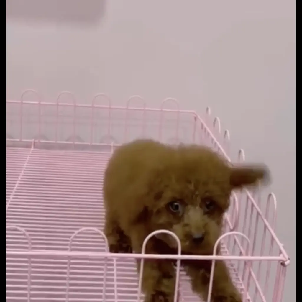 red-toy-poodle-male-25-months-ZL72QSOJK4
