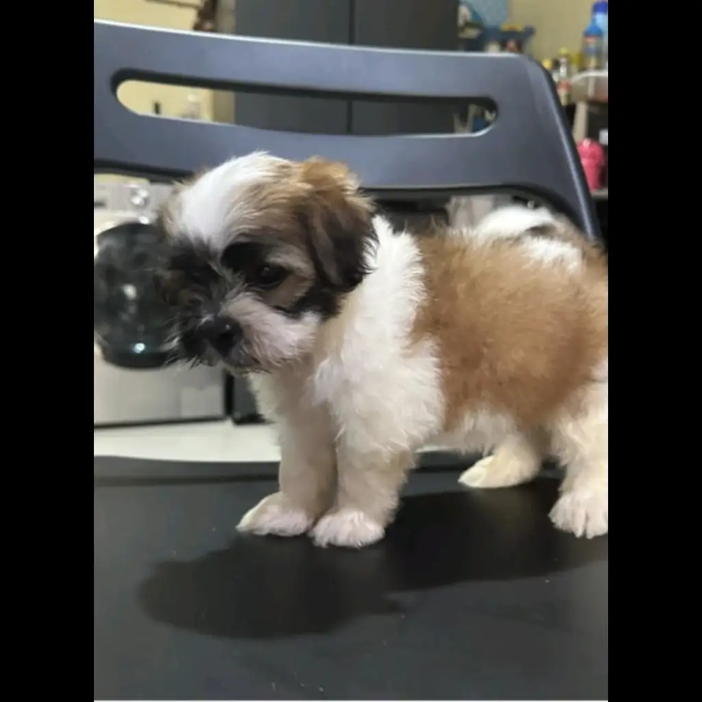 open-adopt-puppy-shitzhu-jantan--DLED0QIXCI