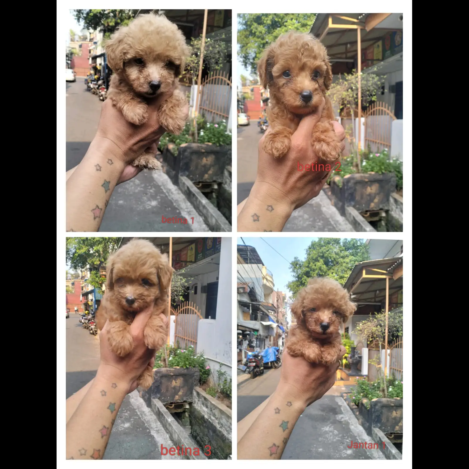 anakan-red-toy-poodle--EJXY9DT36I