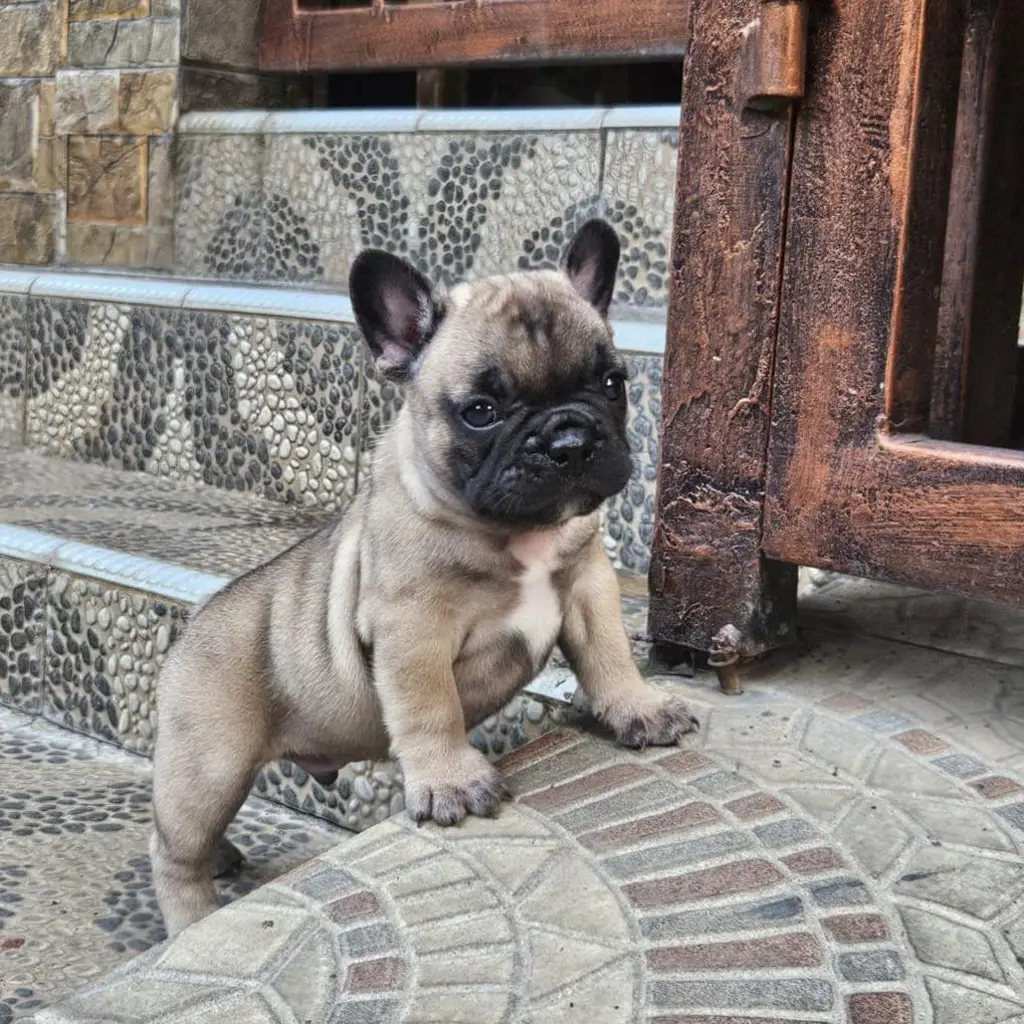 french-bulldog-jantan-K46K74PS3Y