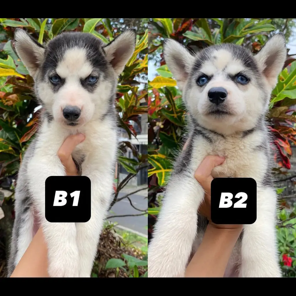 anakan-husky-betina-blue-eyes-DVJRJQBE4D