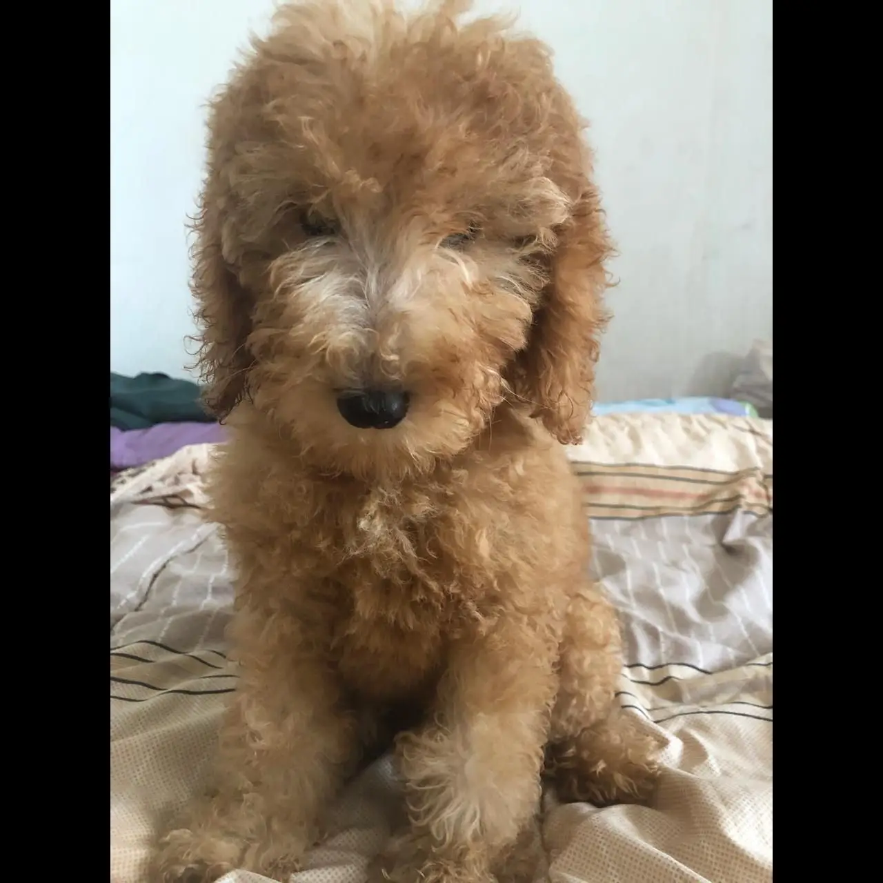toy-poodle-fawn--ON51TP8SRF