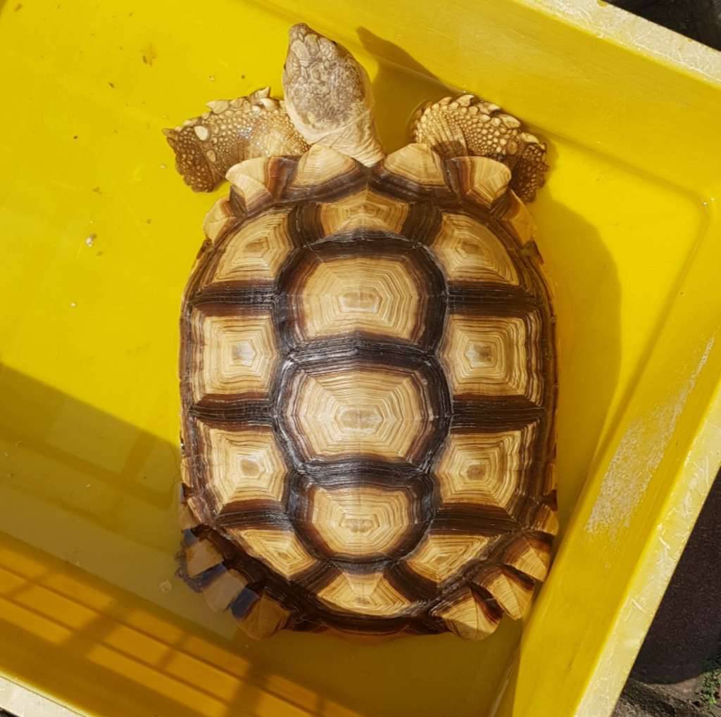 sulcata-DQX6JH0075