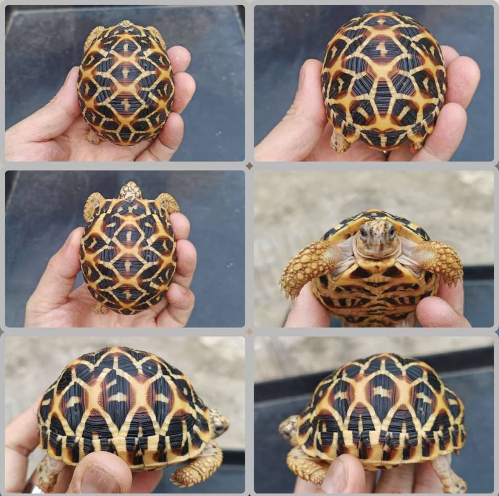 indian-star-orange-garis-nyambung-ZPSG37URBB