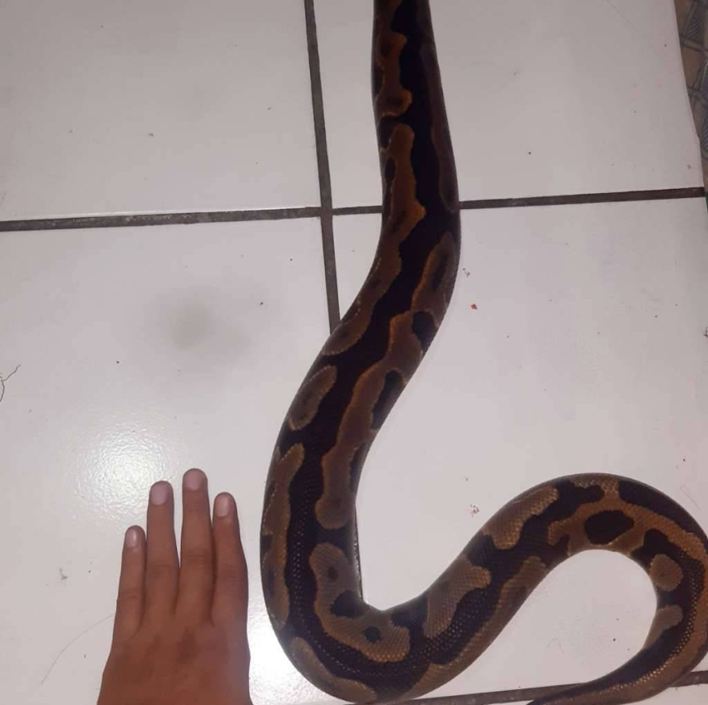 leopard-odyb-female-YI9V7FOA06
