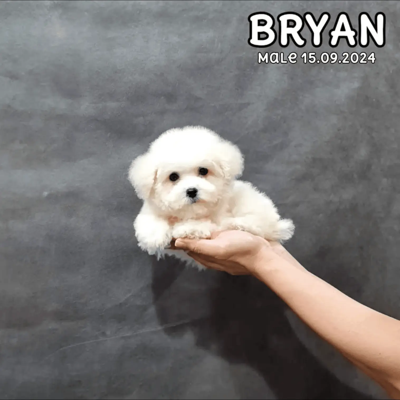 anakan-poodle-white-male-GGN7JG7T0M