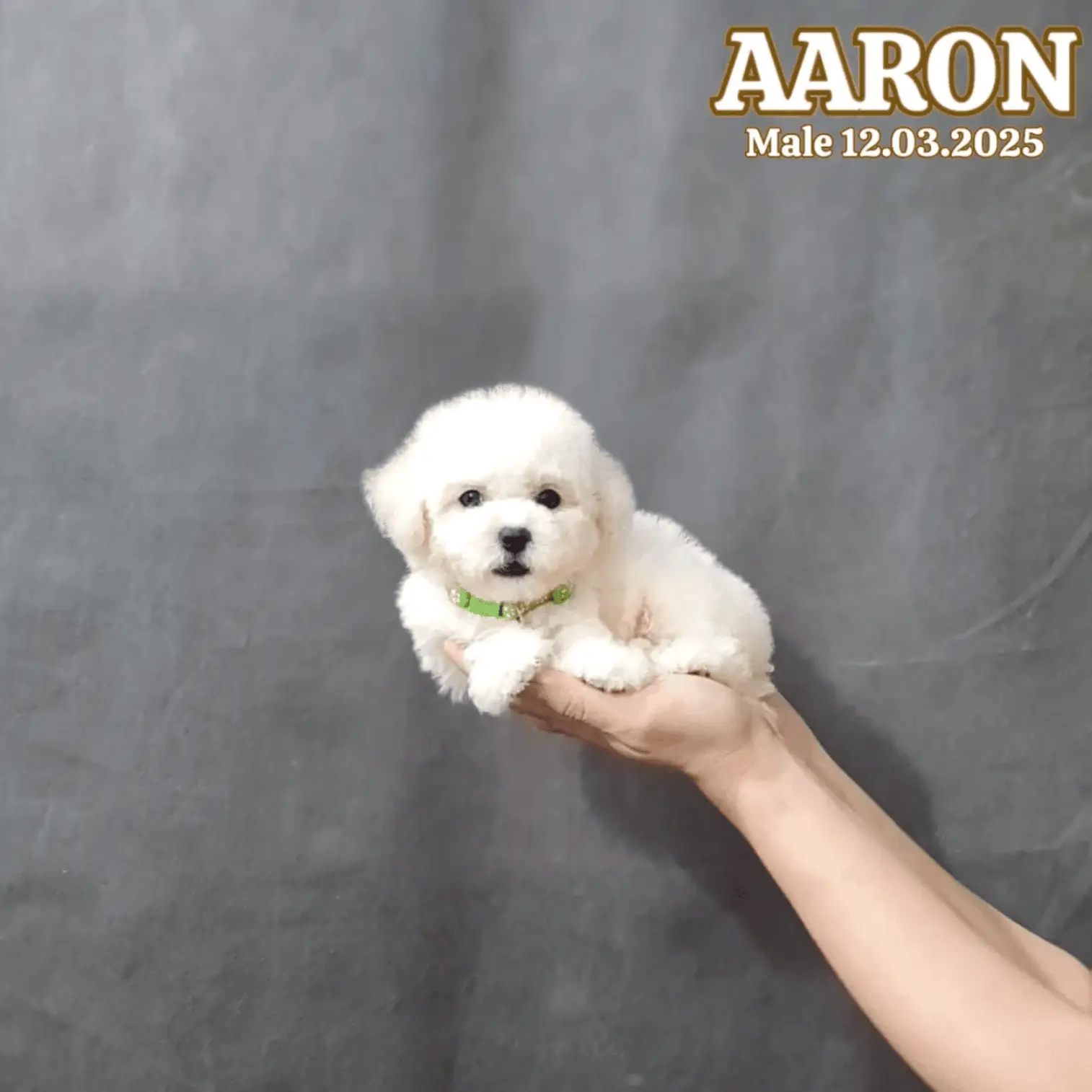 white-poodle-male-PBBY4HG47B