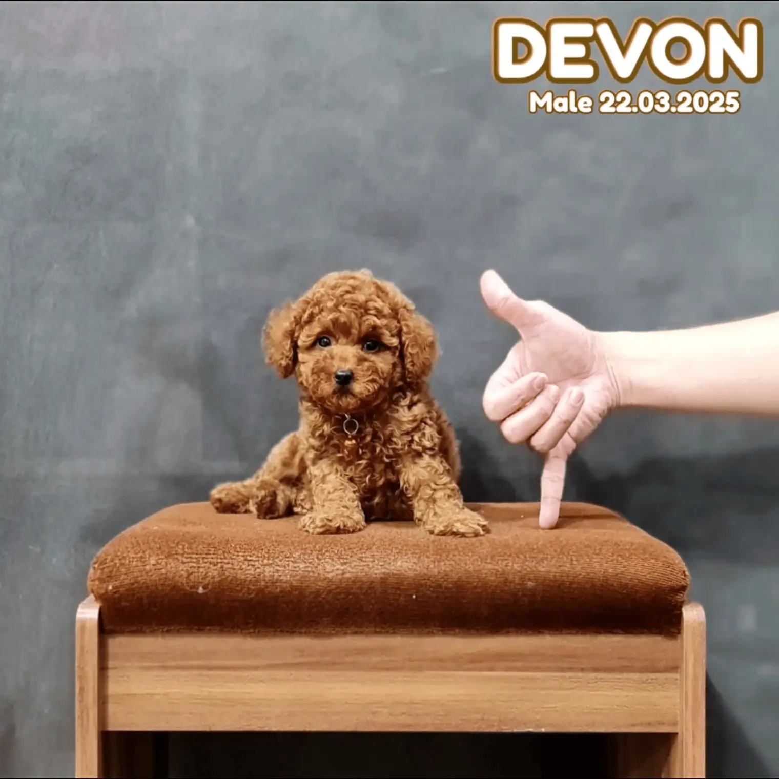 red-toy-poodle-male-KV1DJTMUL5