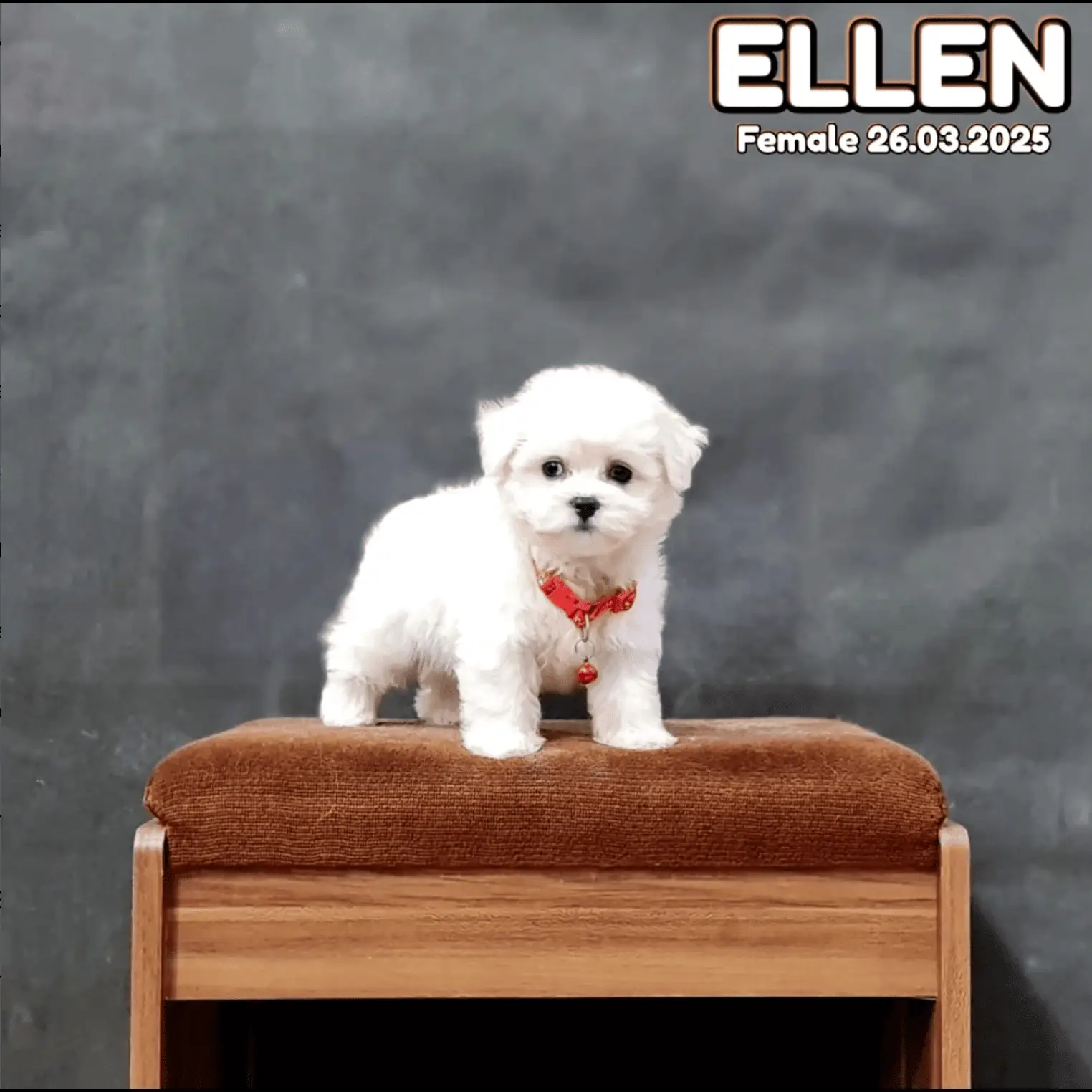 mini-bichon-frise-female-KQT8C45IZP