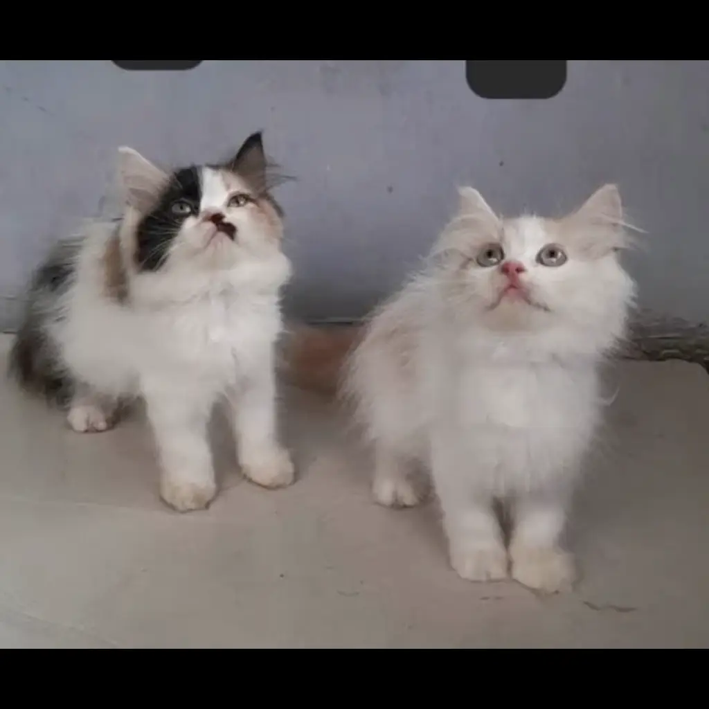 kucing-persian-long-hair-8T888IBZJH