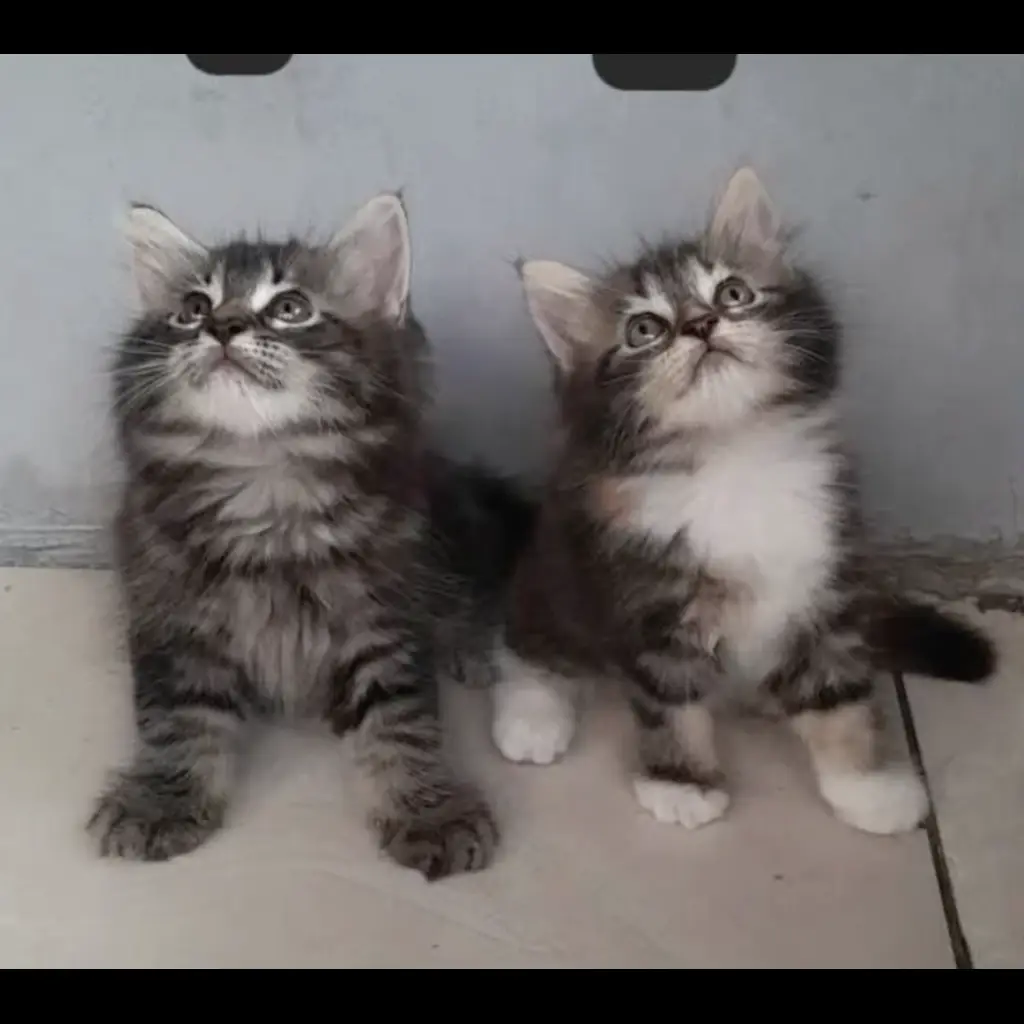 kucing-persian-long-hair-ZDZF7AZG3G