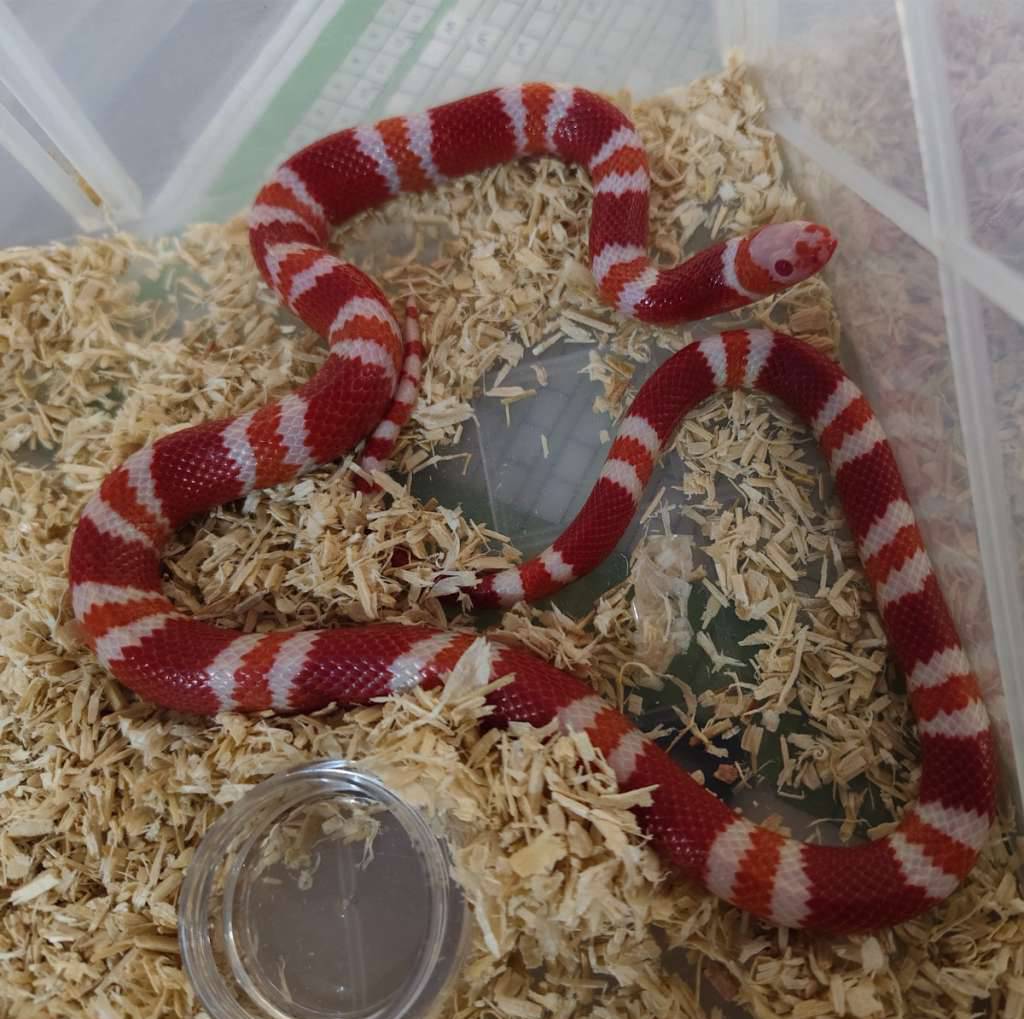 milksnake-albino-tangerine-honduran-EIF7SP2KJG