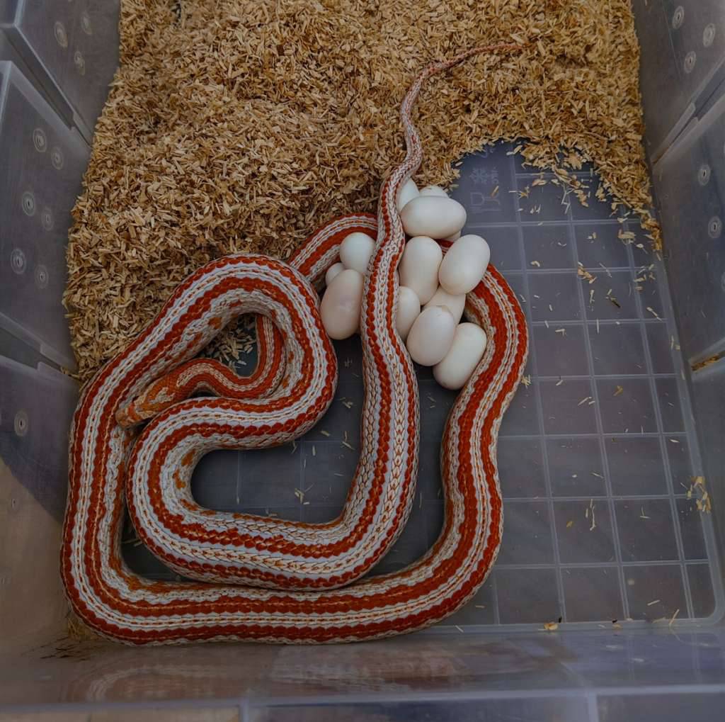 cornsnake-pair-YQWREZ0L11