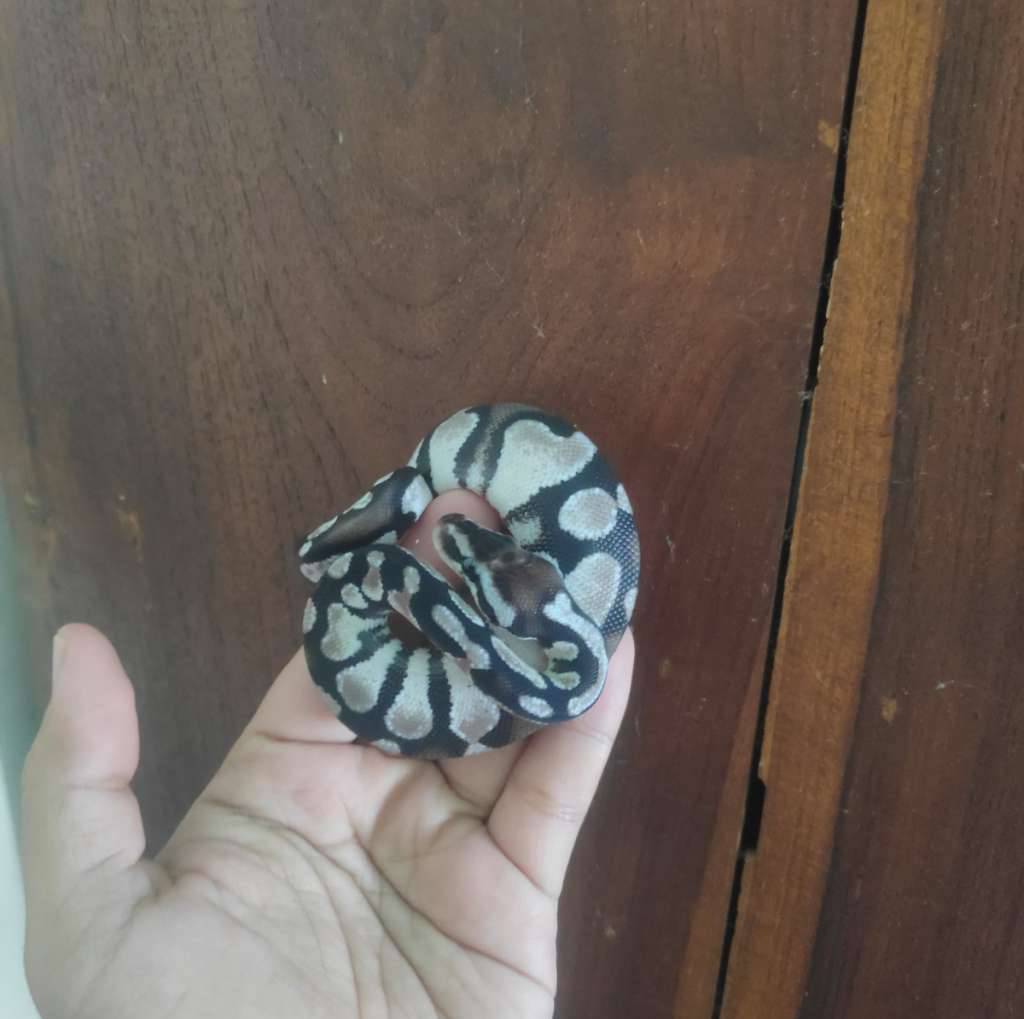 pastel-axanthic-vpi-R4D415QDAY