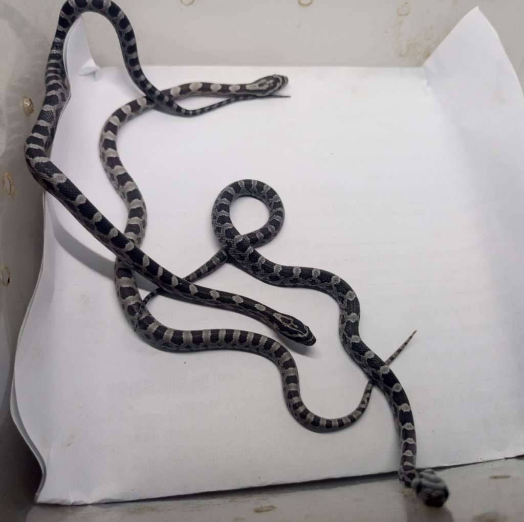 baby-corn-snake-anery-8HORL4RPO7