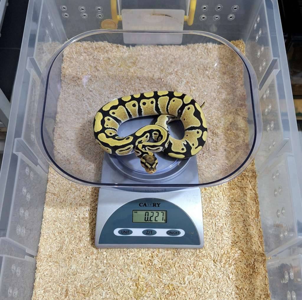 desert-ghost-double-het-hypo-clown-female-UOLWBR1GRJ