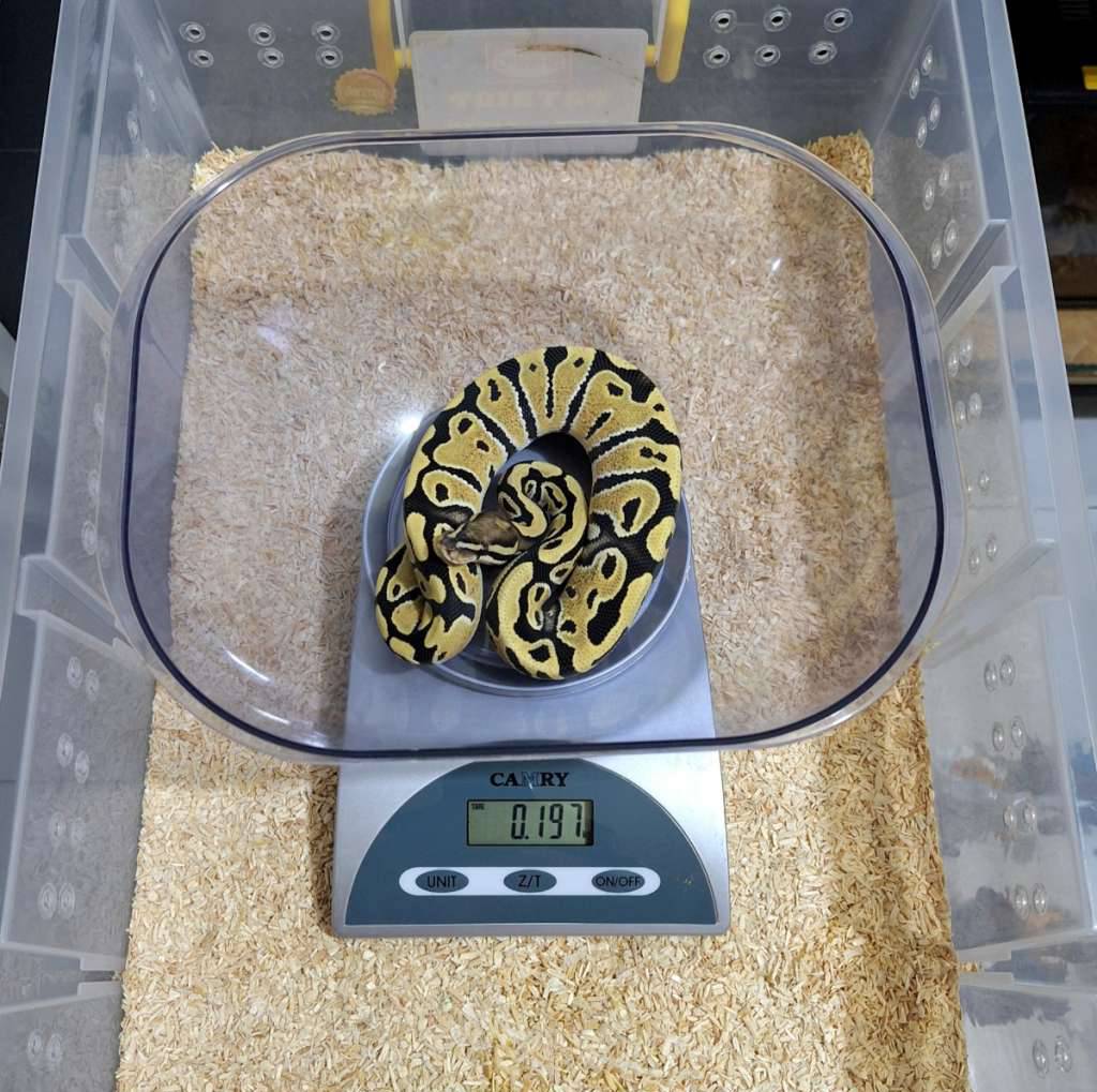 desert-ghost-het-clown-female-MMEH9CR9FV