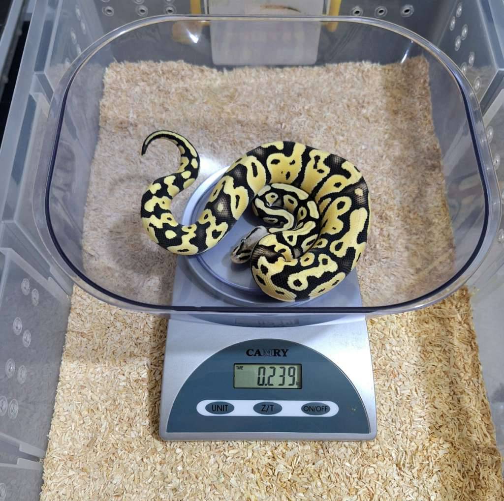 pastel-desert-ghost-het-clown-female-S7TD72M32H