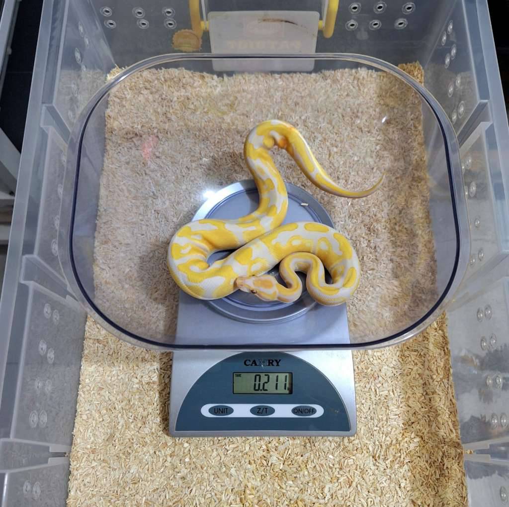 lavender-dh-clown-pied-male-FIWKC9Y2UE