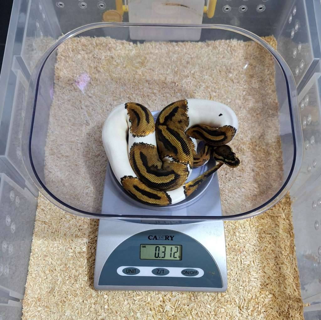 pied-het-desert-ghost-female-LNLYG2GUB1