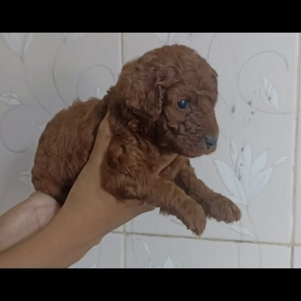 red-toy-poodle-15-bulan-LI8XNZQ7SV