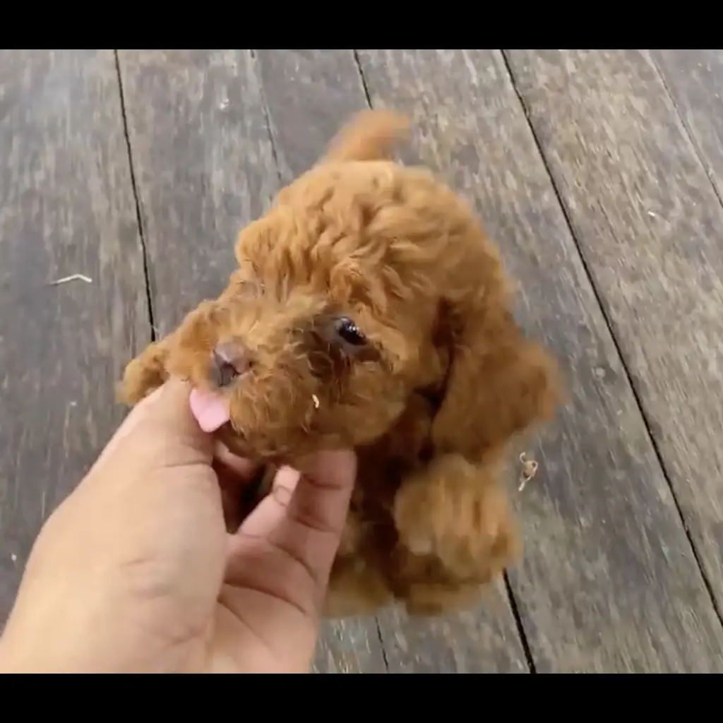 red-toy-poodle-male-Y6DT6X5ZSG