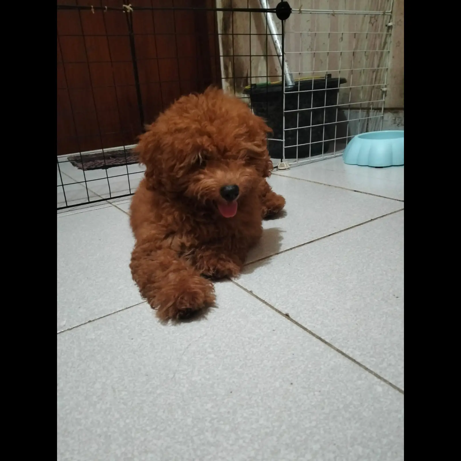 red-toy-poodle-murah-910TUPGXAY