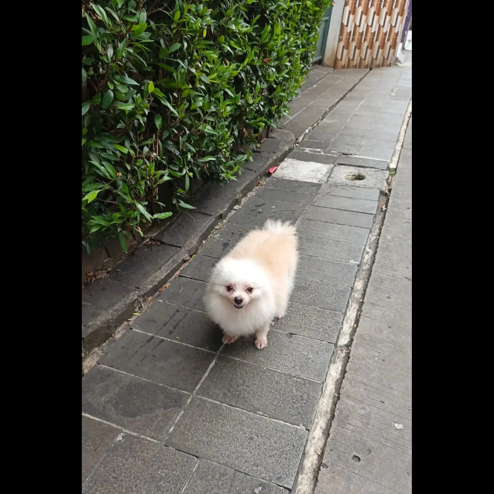 superminipom-betina-murah-ORUA4O2JTO