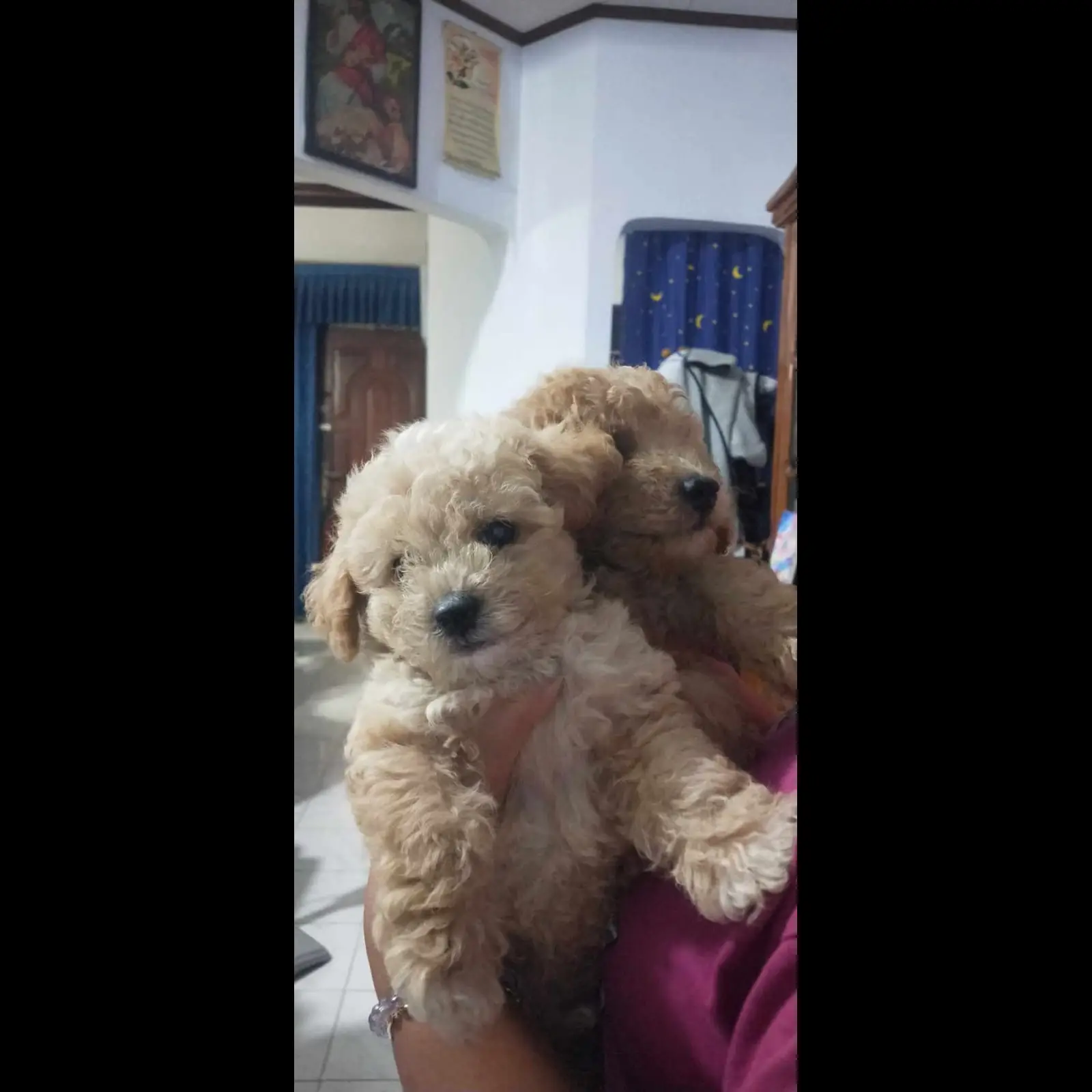 2-ekor-poodle-murah-Y59VLWXHRZ
