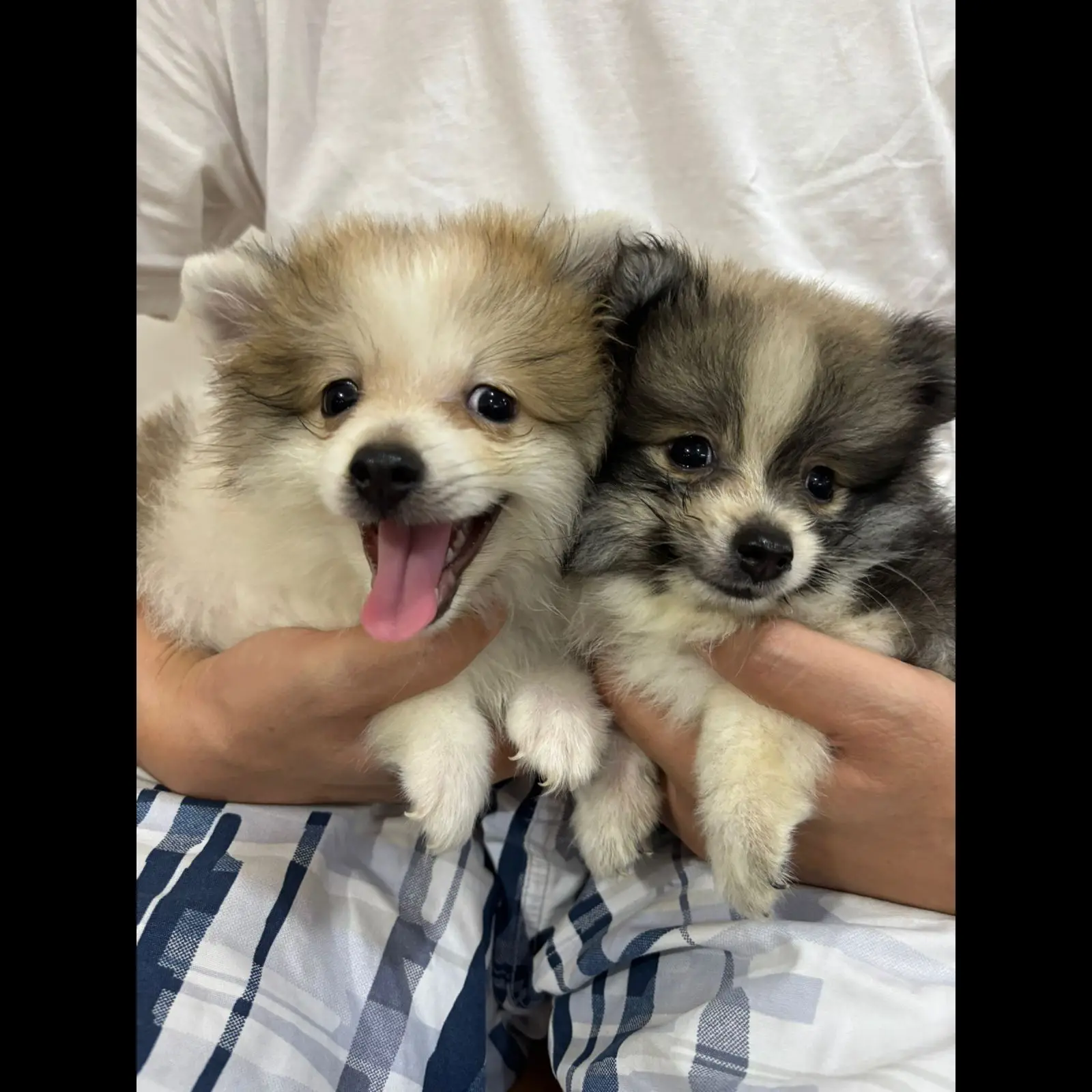 open-adopt-mini-pom--5NUG1S8GAM