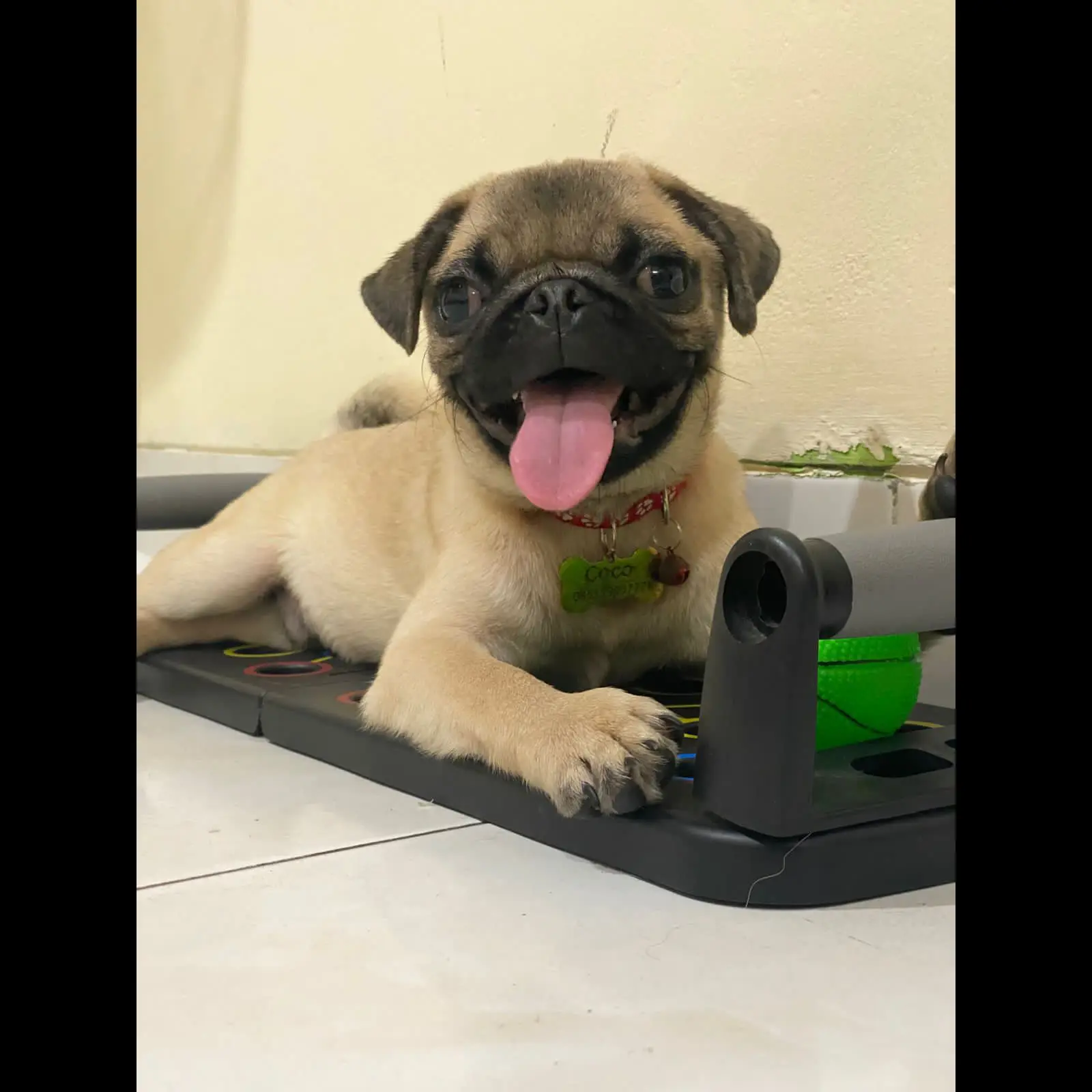 open-adopt-pug-jantan-BZ7BQWAUJA