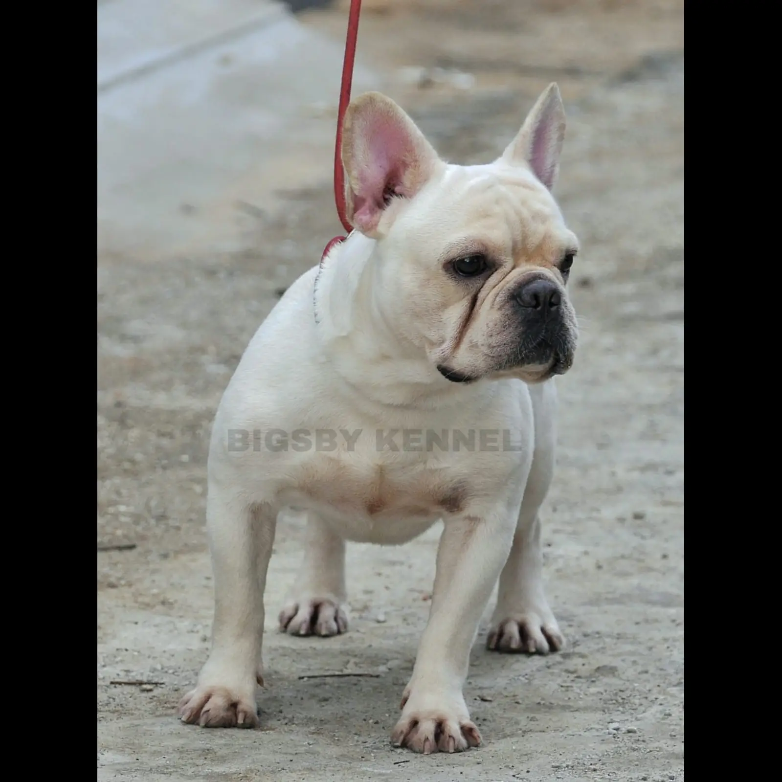 frenchie-jantan-warna-cream-TLRYG6EVVY