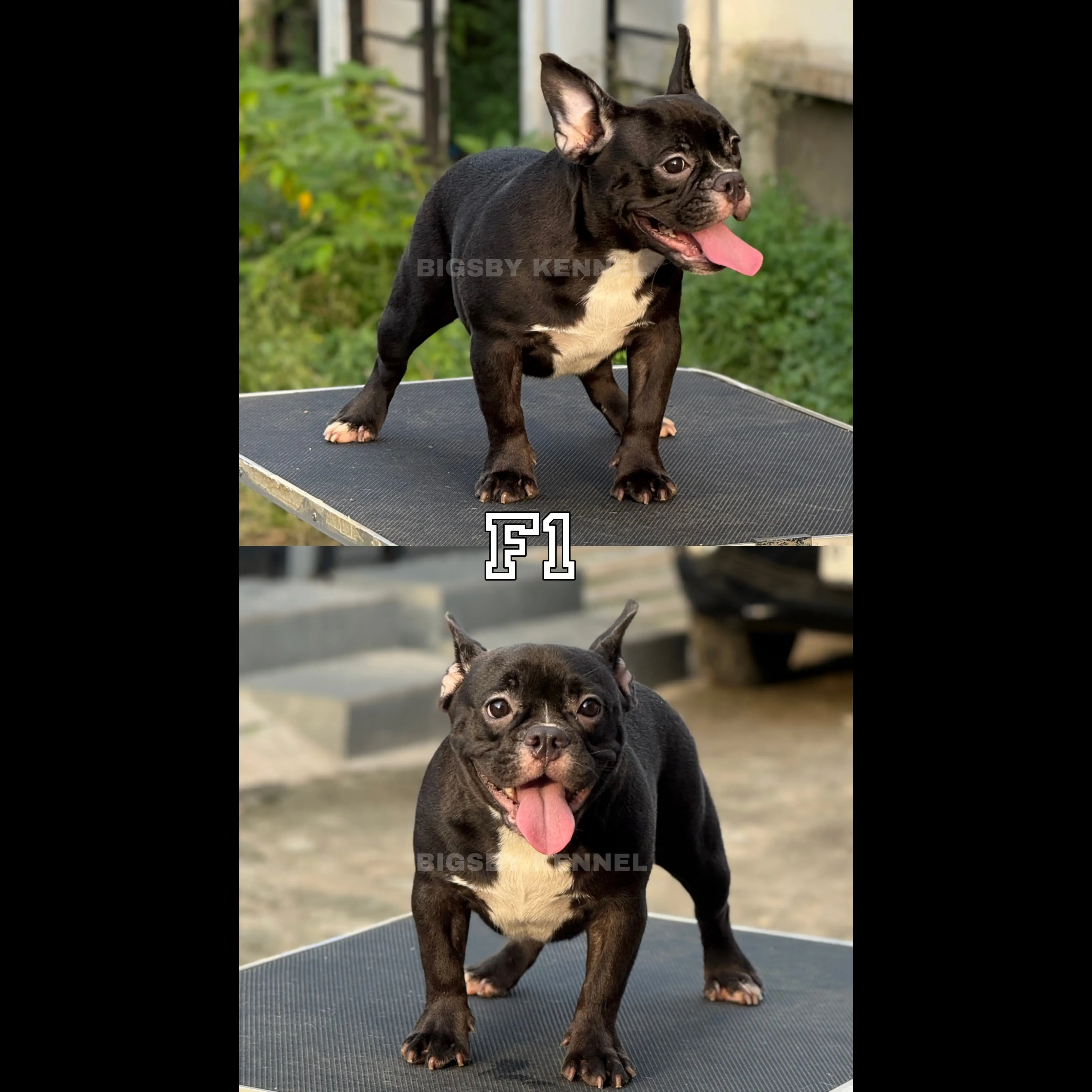 exotic-micro-bully-T0MXYEHTB3