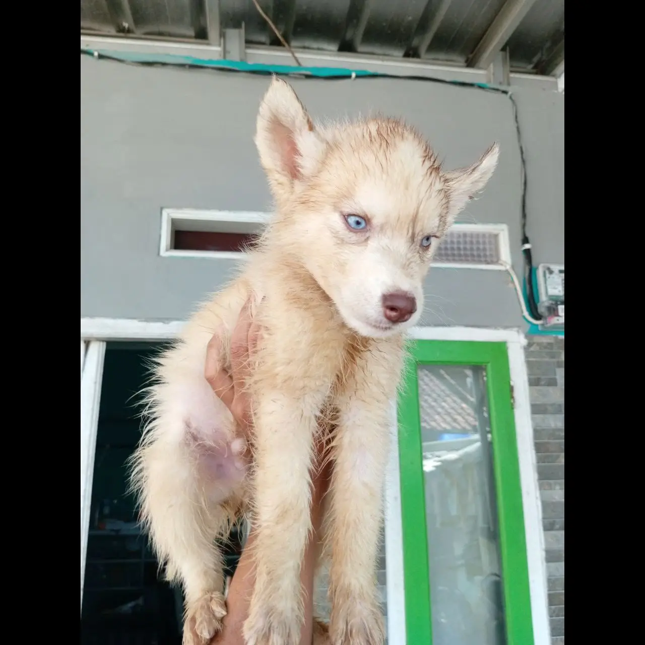 open-adopt-husky-murah-XHV4QJZ44W
