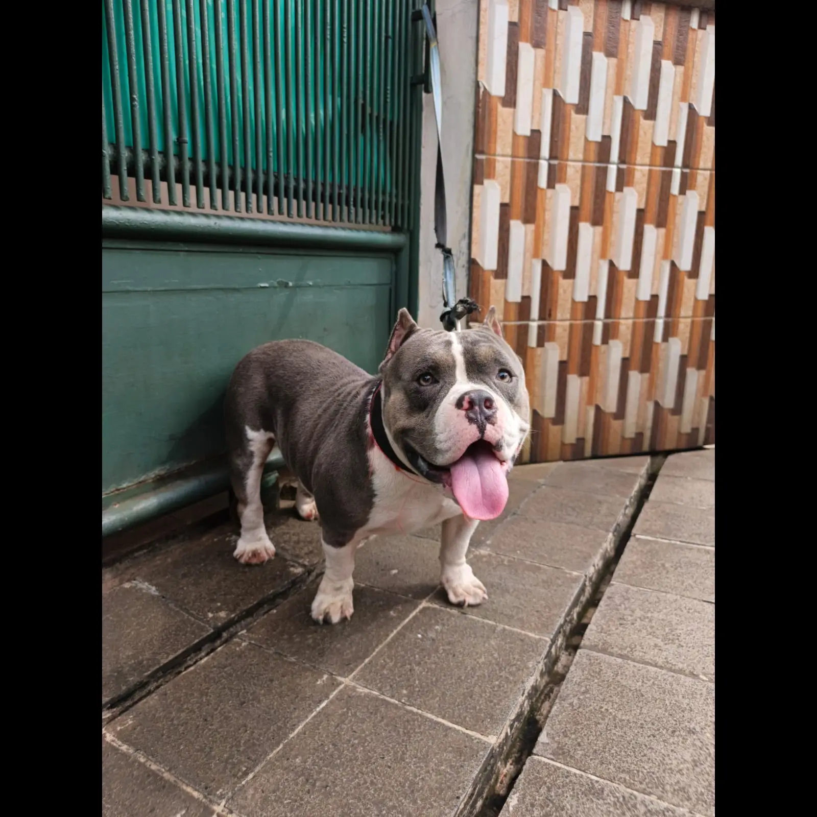 micro-bully-jantan-9FQBZZO415