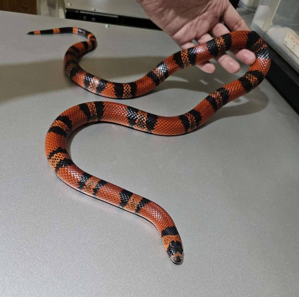 honduran-tangerine-het-albino-66-het-hypo-BL9Q6Q6BMS