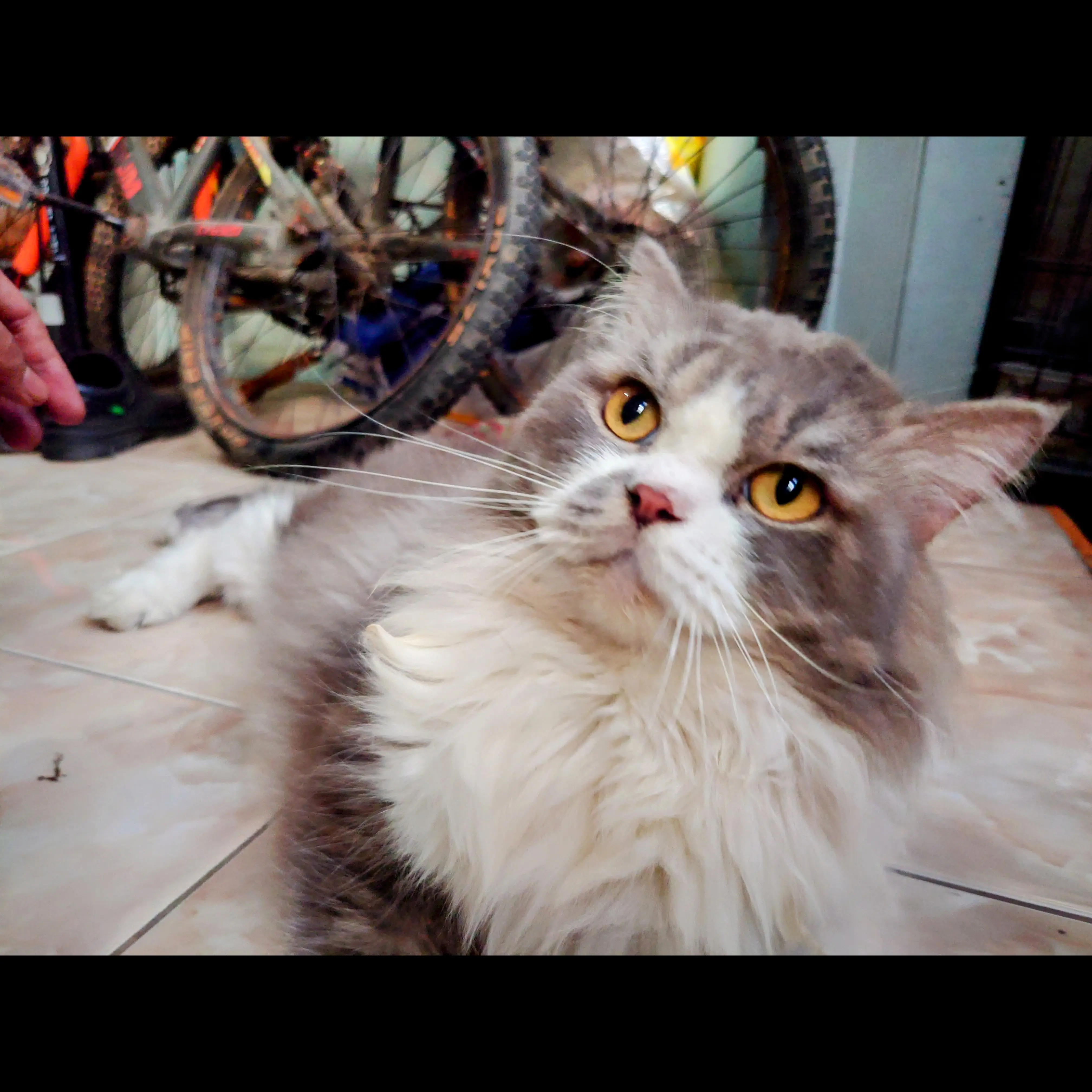 over-adopt-kucing-persia-dewasa-DNUIDAG70Z