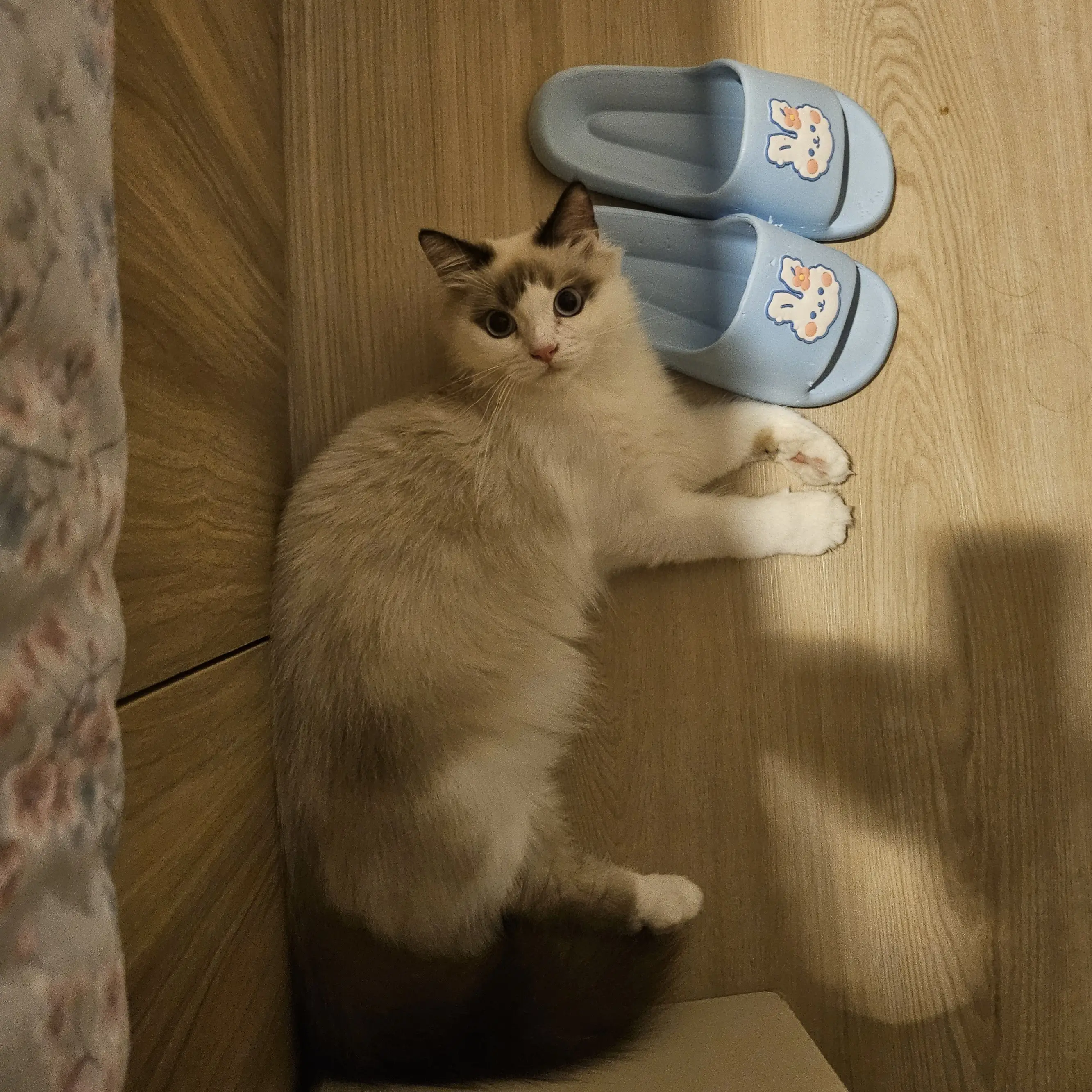 ipen-adopt-ragdoll-7-bulan-ZP4ADF8OOZ