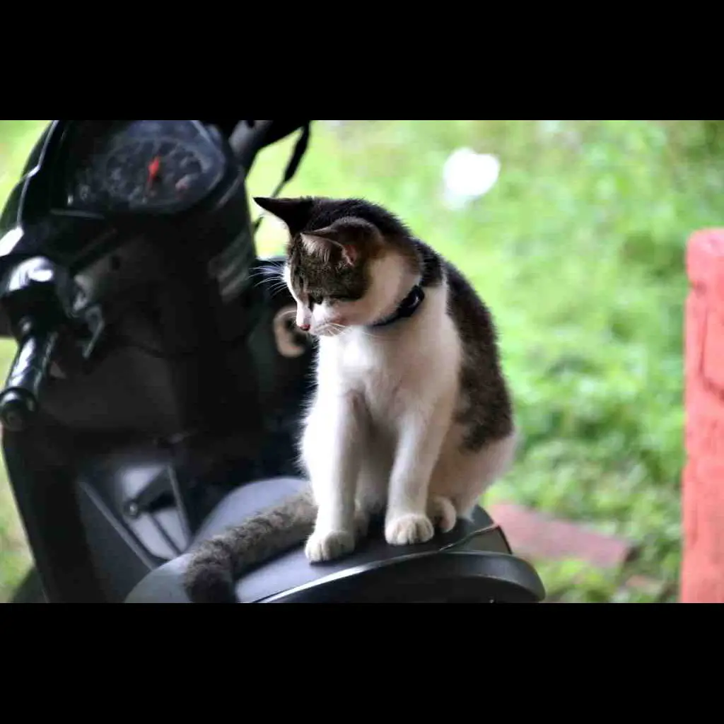 adopsi-kucing-kampung-nurut--369VBG0J9W