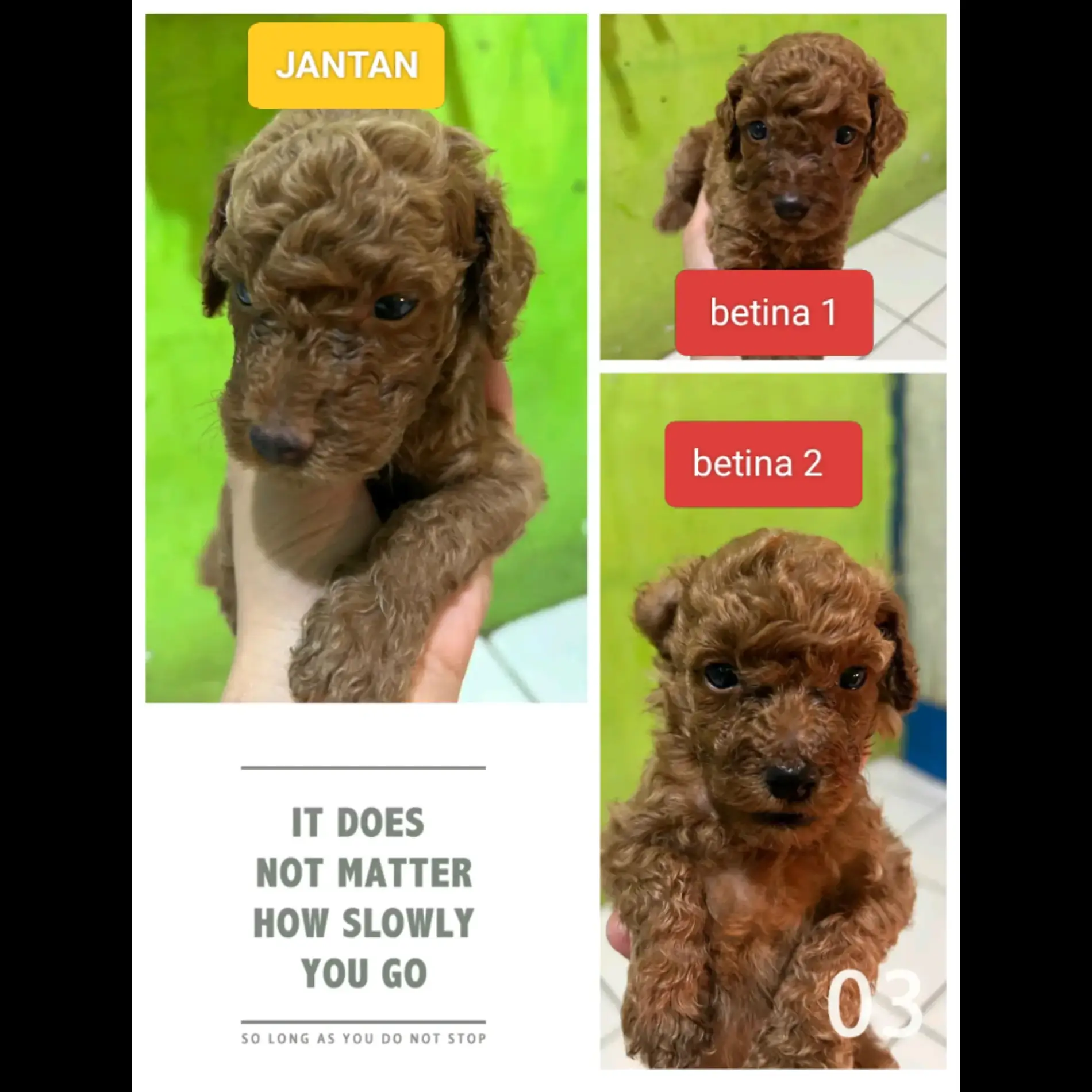 red-toy-poodle--GSZR7KV97C
