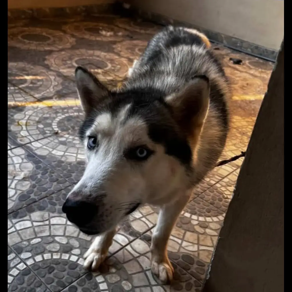 siberian-husky-1th-male-1P4EVXC7HE