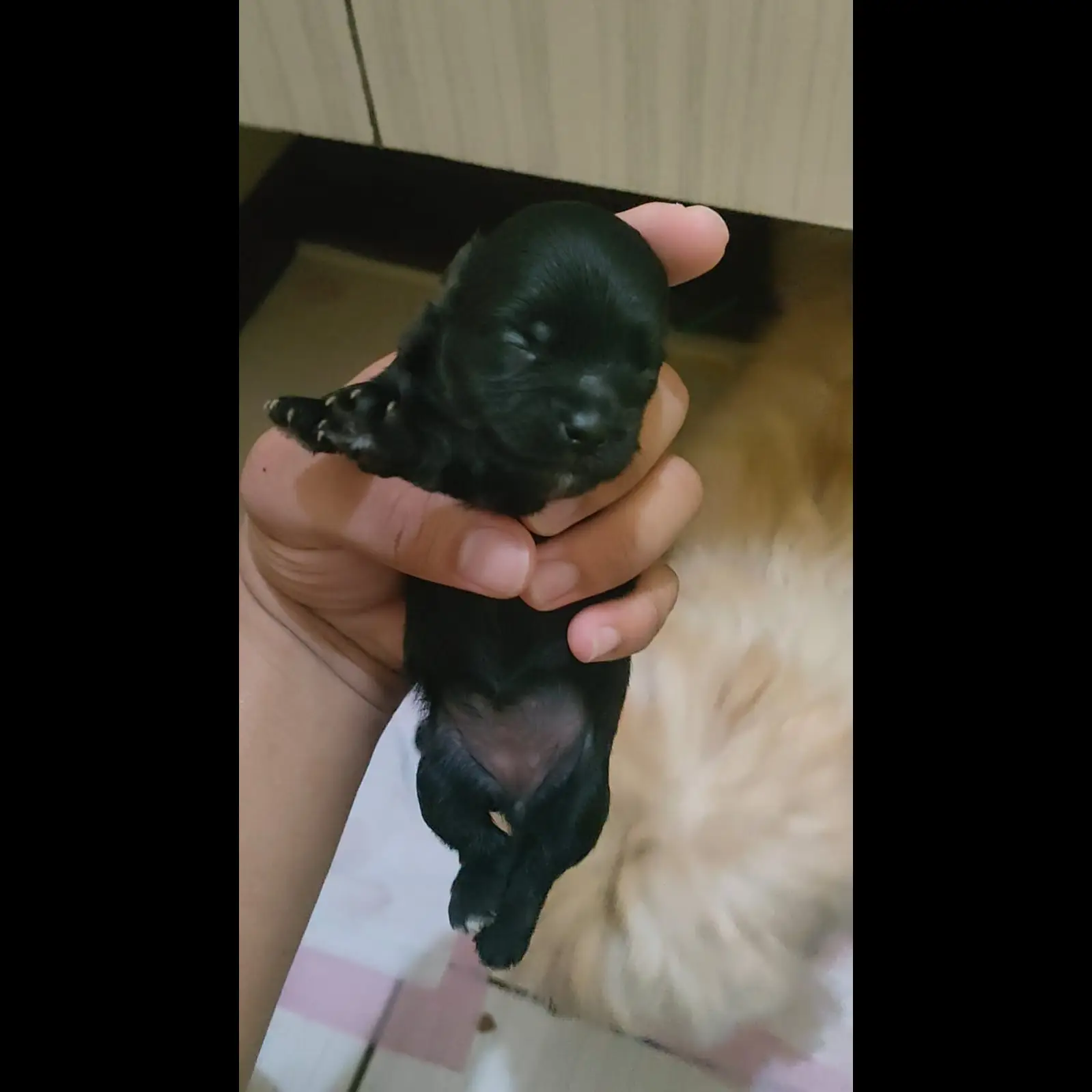 adopsi-anakan-maltese-mix-shihtzu-1-bulan-T6UO0MLXQW