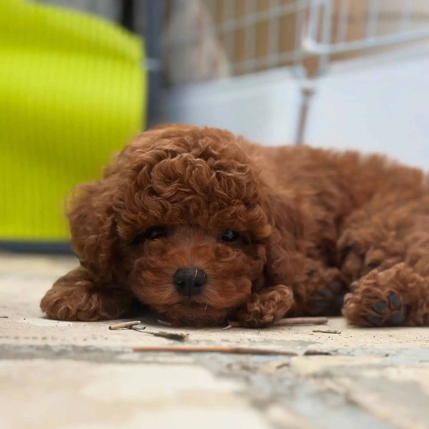 red-toy-poodle-2-bulan-V3QWNNPBL9